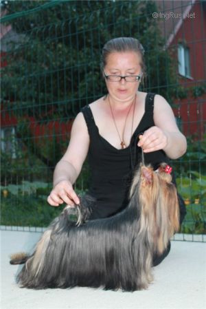 Dog Photo