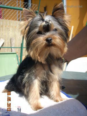 Dog Photo