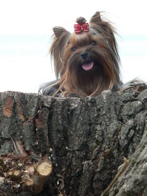 Dog Photo