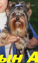 Dog Photo