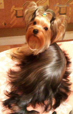 Dog Photo