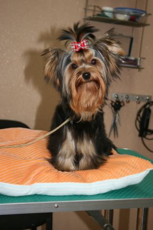 Dog Photo