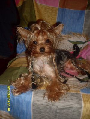 Dog Photo