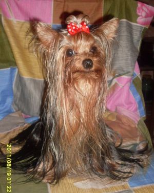 Dog Photo