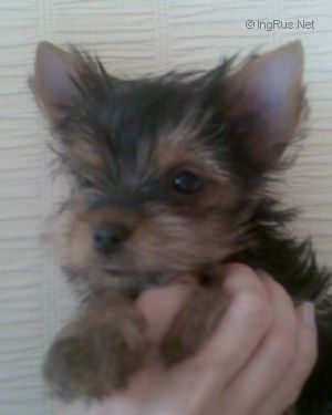 CIMBA-CAMBO CKAY XX-VEK