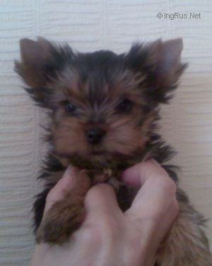 CYOMA-CUB CHAMPION XX-VEK
