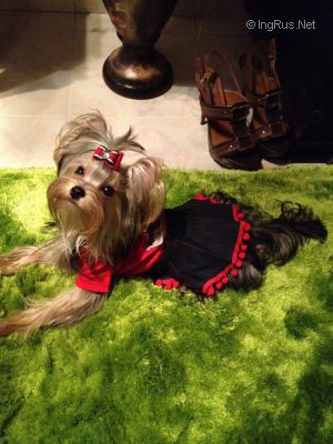 Dog Photo