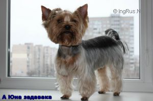 Dog Photo