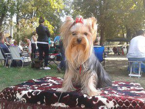 Dog Photo