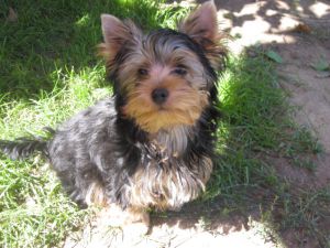 Dog Photo