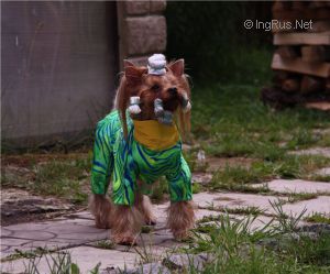 Dog Photo