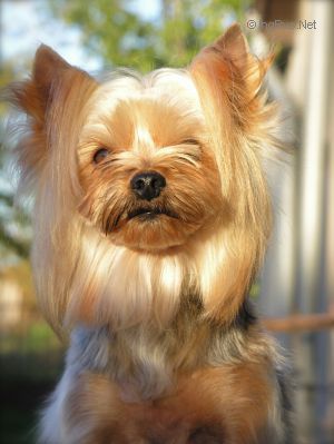 Dog Photo