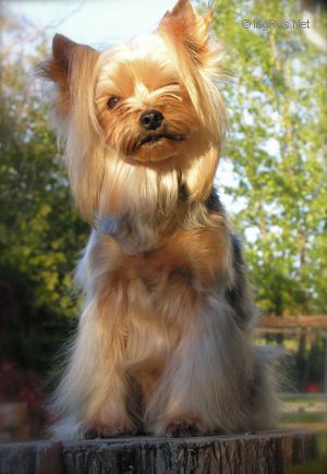 Dog Photo