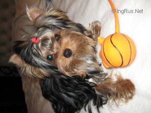 Dog Photo