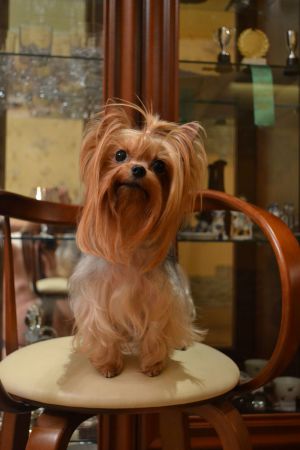Dog Photo