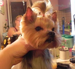 Dog Photo