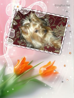 Dog Photo