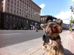 Dog Photo