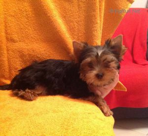 Dog Photo