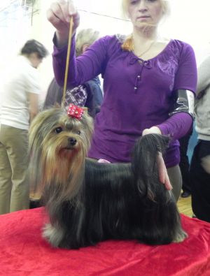 Dog Photo