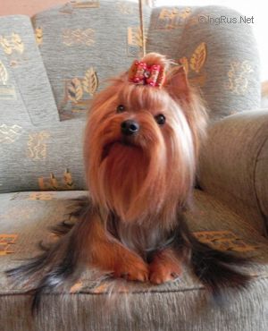 Dog Photo