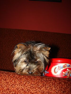 Dog Photo