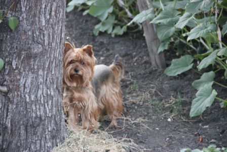 Dog Photo