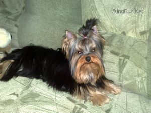 Dog Photo