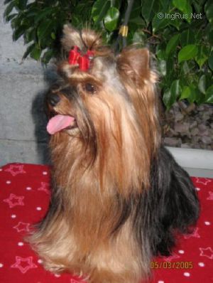 Dog Photo