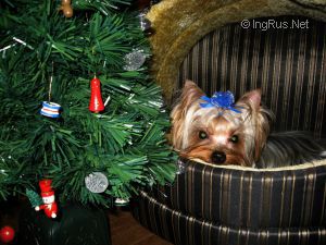 Dog Photo