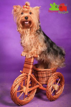 Dog Photo