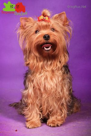Dog Photo