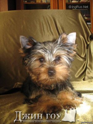 Dog Photo