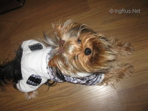 Dog Photo