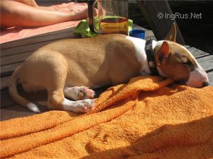 Dog Photo
