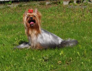 Dog Photo