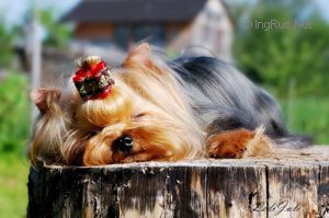 Dog Photo