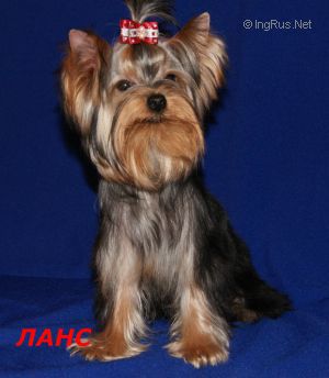 Dog Photo