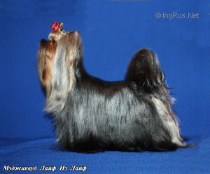 Dog Photo