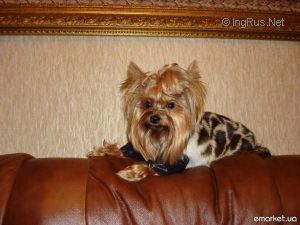 Dog Photo