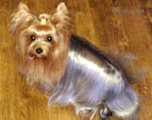 Dog Photo