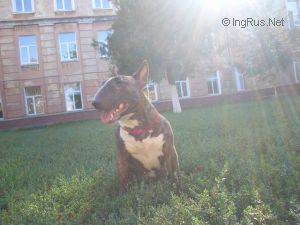 Dog Photo