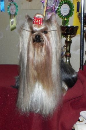 Dog Photo