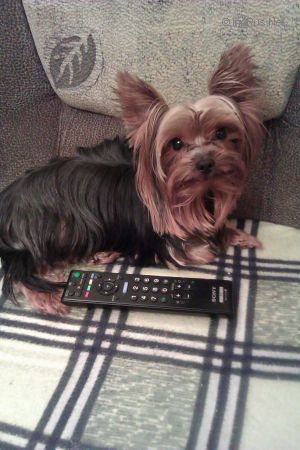 Dog Photo