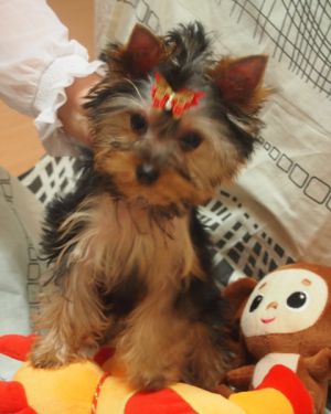 Dog Photo