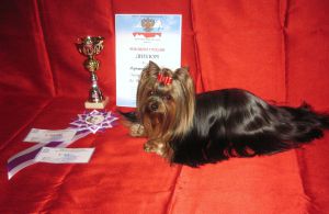 Dog Photo