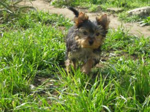 Dog Photo