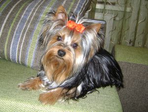 Dog Photo