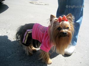 Dog Photo