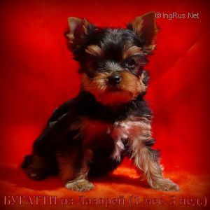 Dog Photo